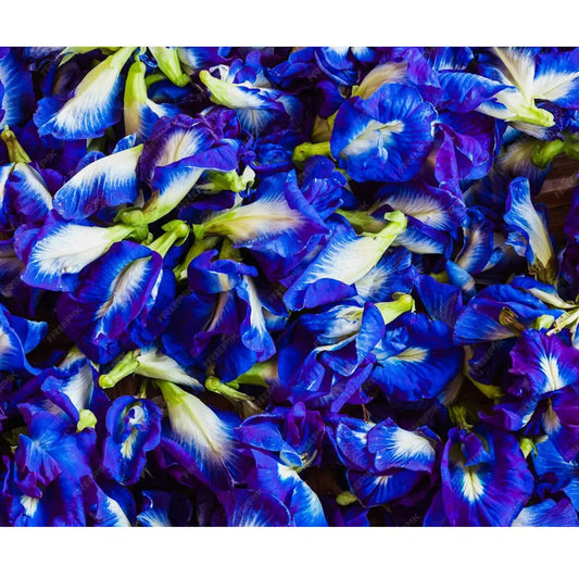 Butterfly Pea (Clitoria Ternatea): Infusión Mágica y Foco Mental